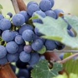 Moût de raisin